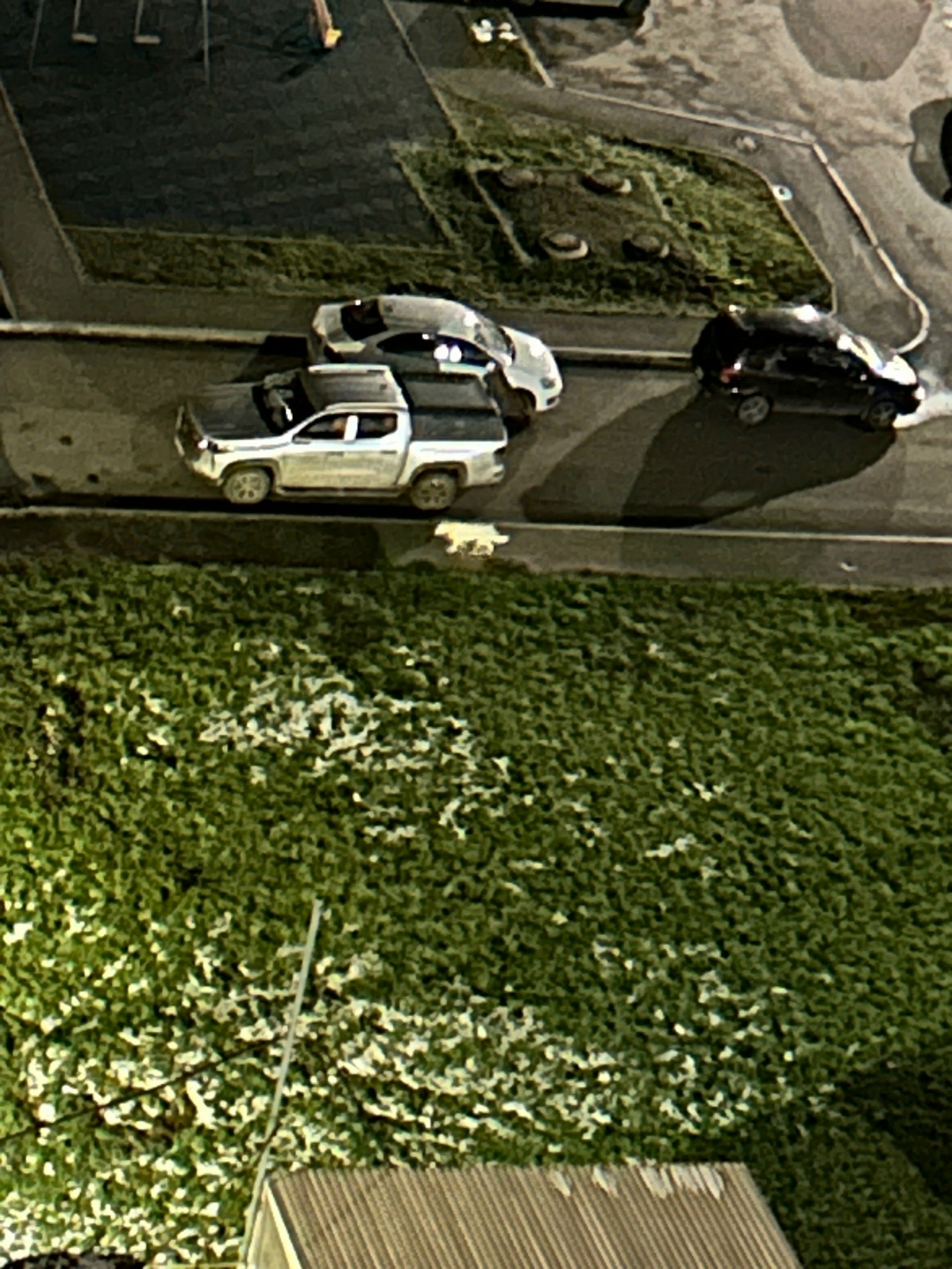 Пропала собака в Кемерове — фото объявления