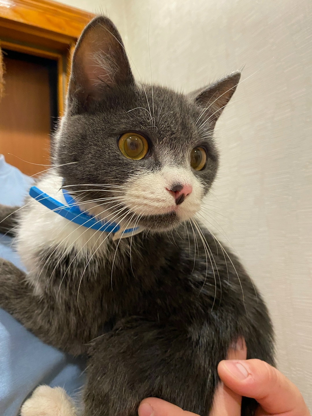 Найдена кошка в Кемерове — фото объявления