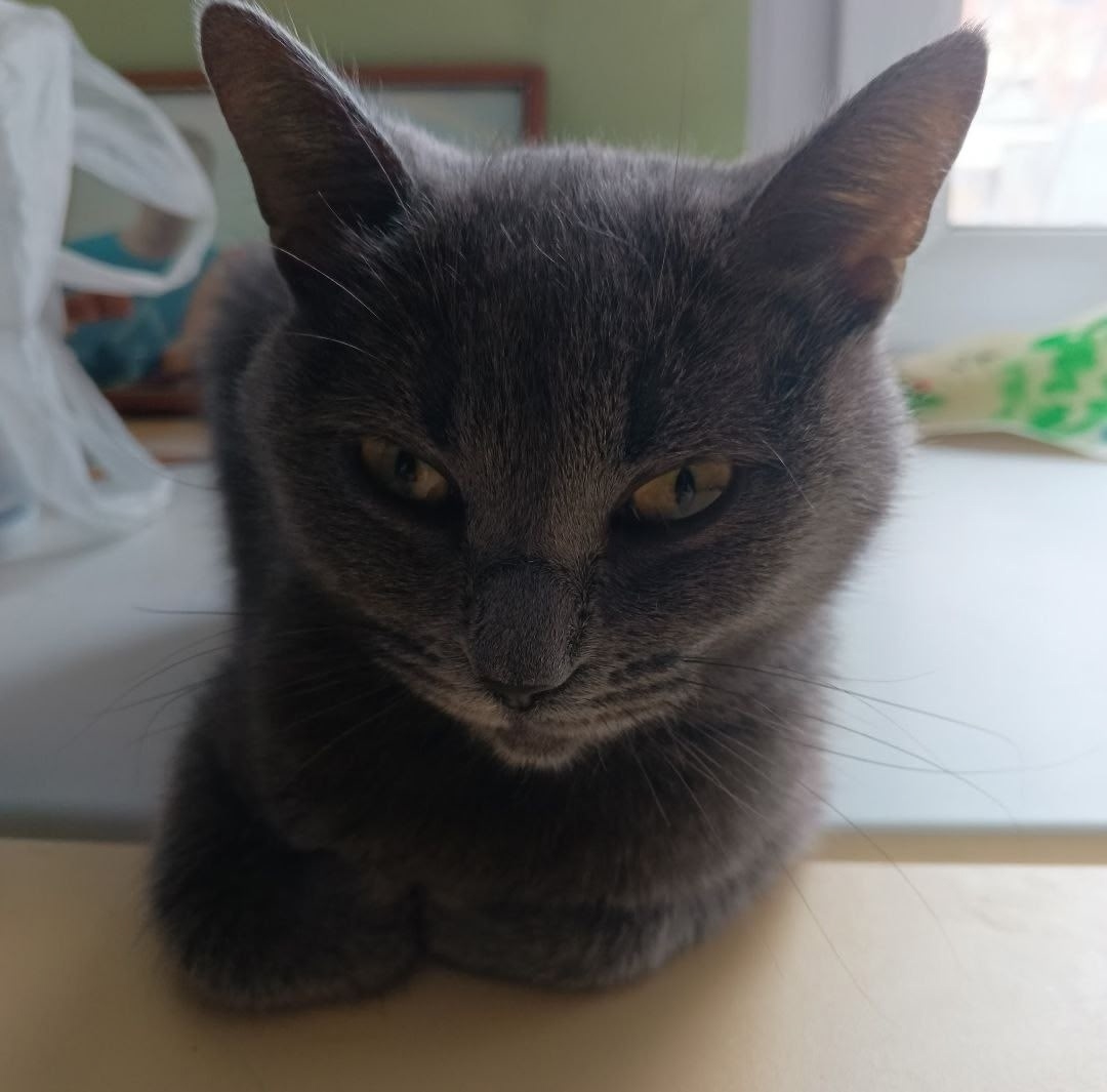 Найдена кошка в Кемерове — фото объявления