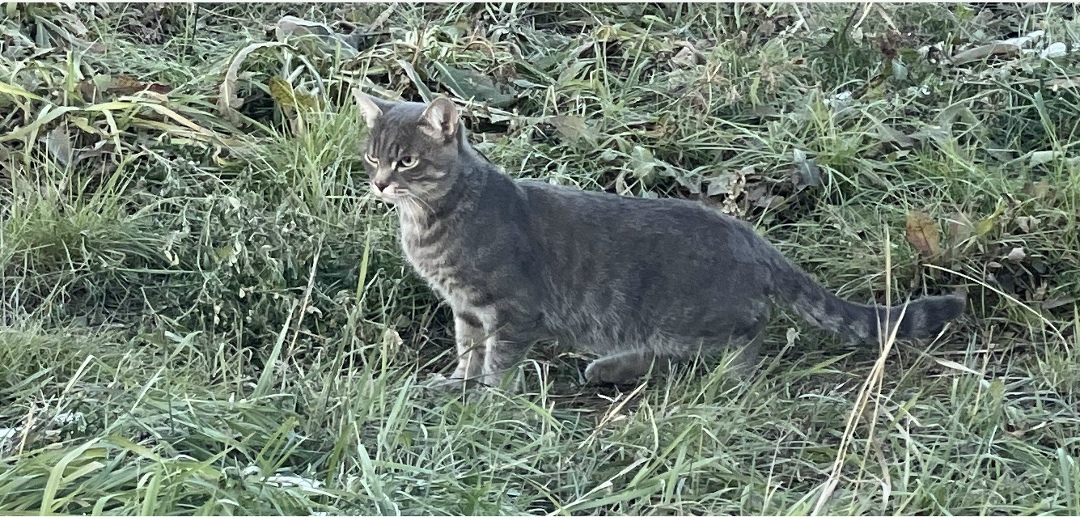 Найдена кошка в Кемерове — фото объявления
