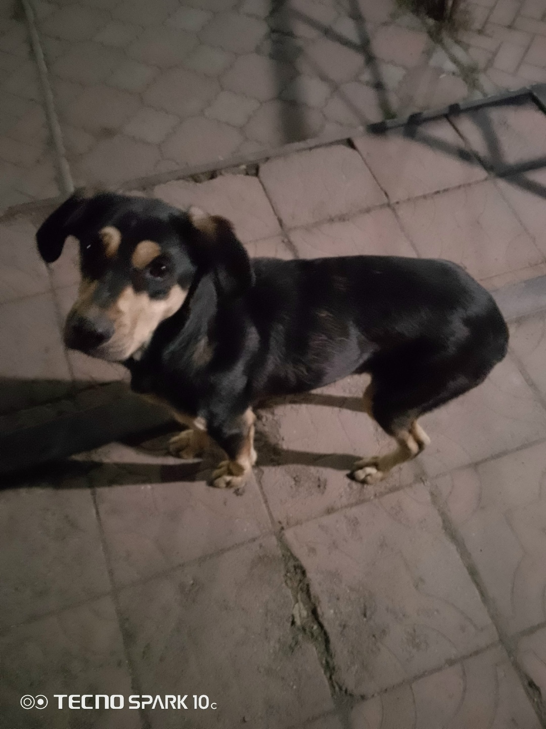 Найдена собака в Кемерове — фото объявления