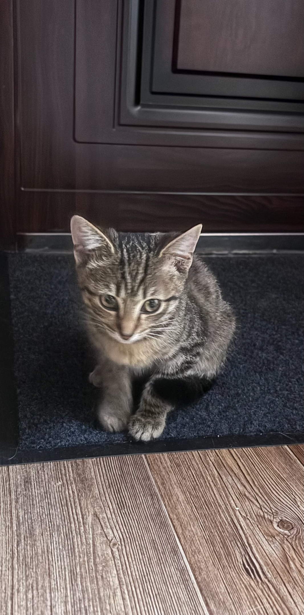 Найдена кошка в Кемерове — фото объявления