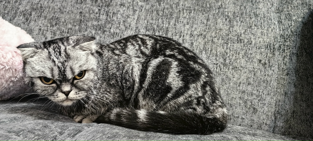 Найдена кошка в Кемерове — фото объявления