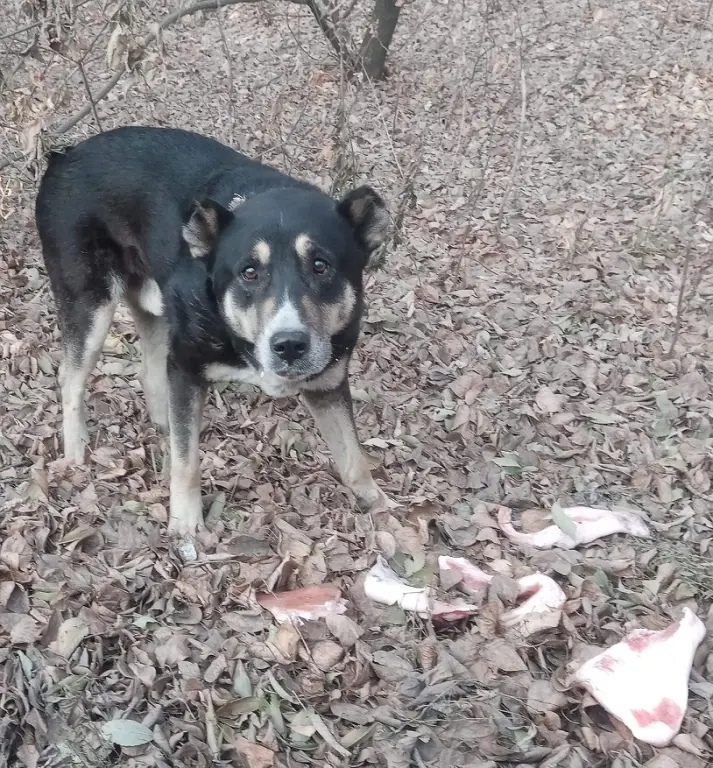 Найдена собака в Кемерове — фото объявления