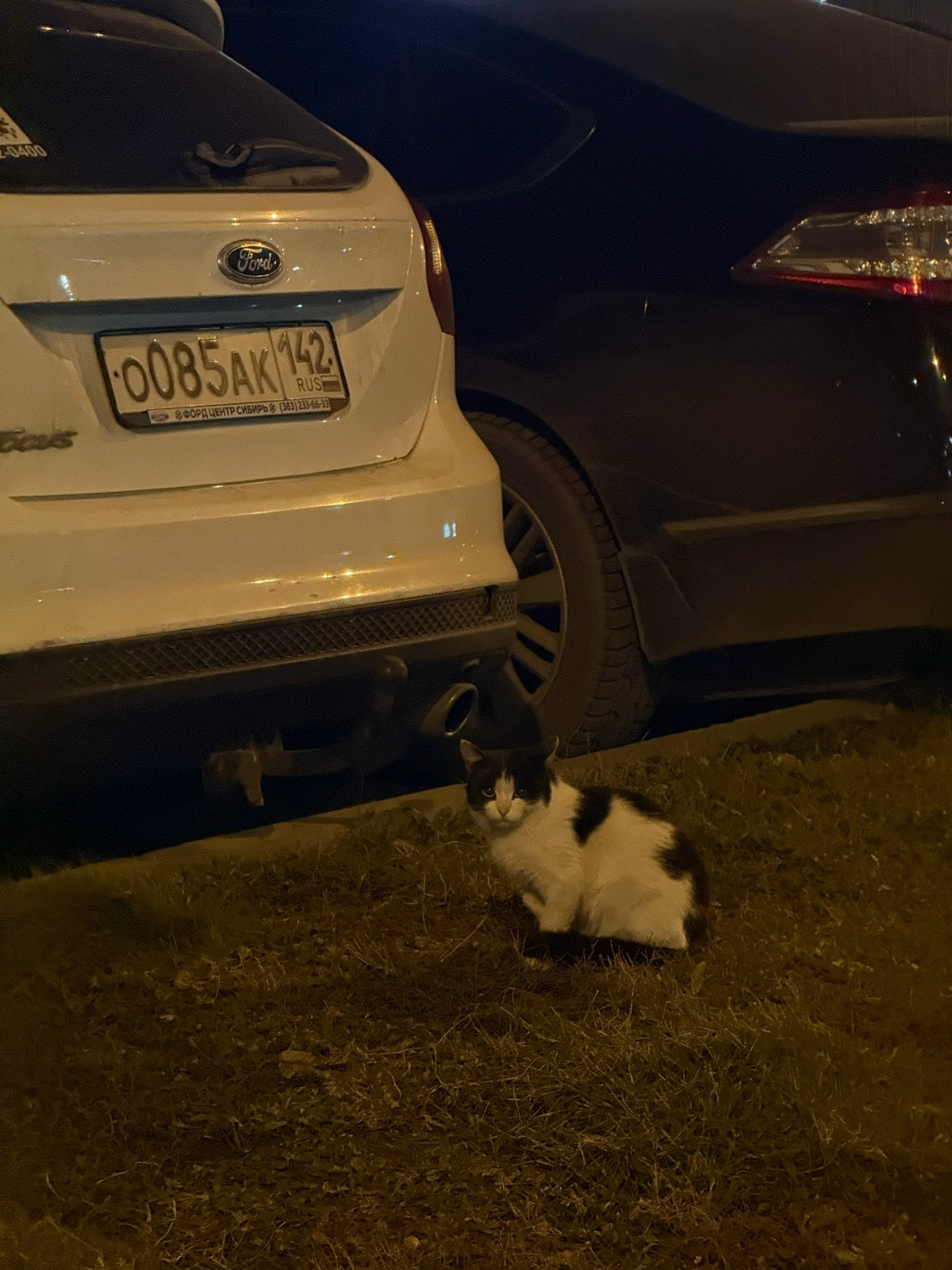 Пропала кошка в Кемерове — фото объявления