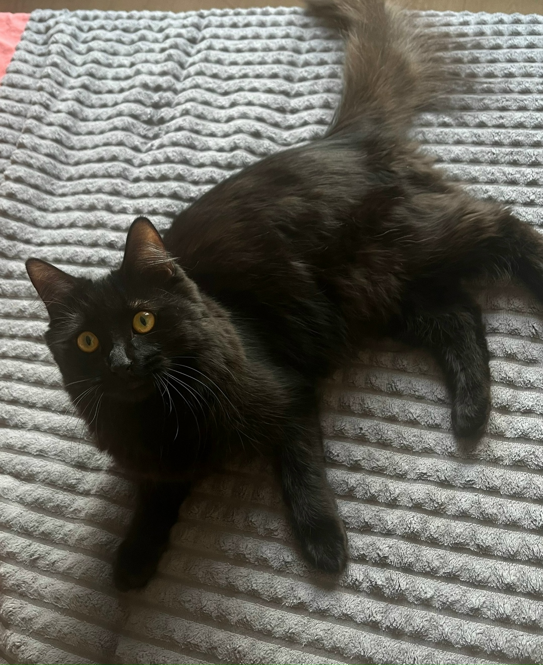 Пропала кошка в Кемерове — фото объявления