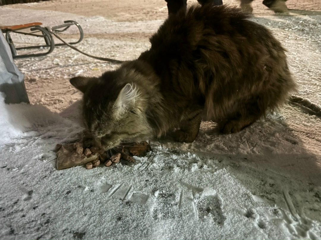 Пропала собака в Кемерове — фото объявления