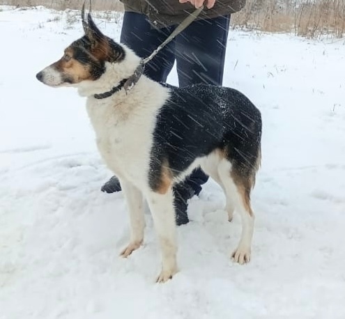 Пропала собака в Кемерове — фото объявления