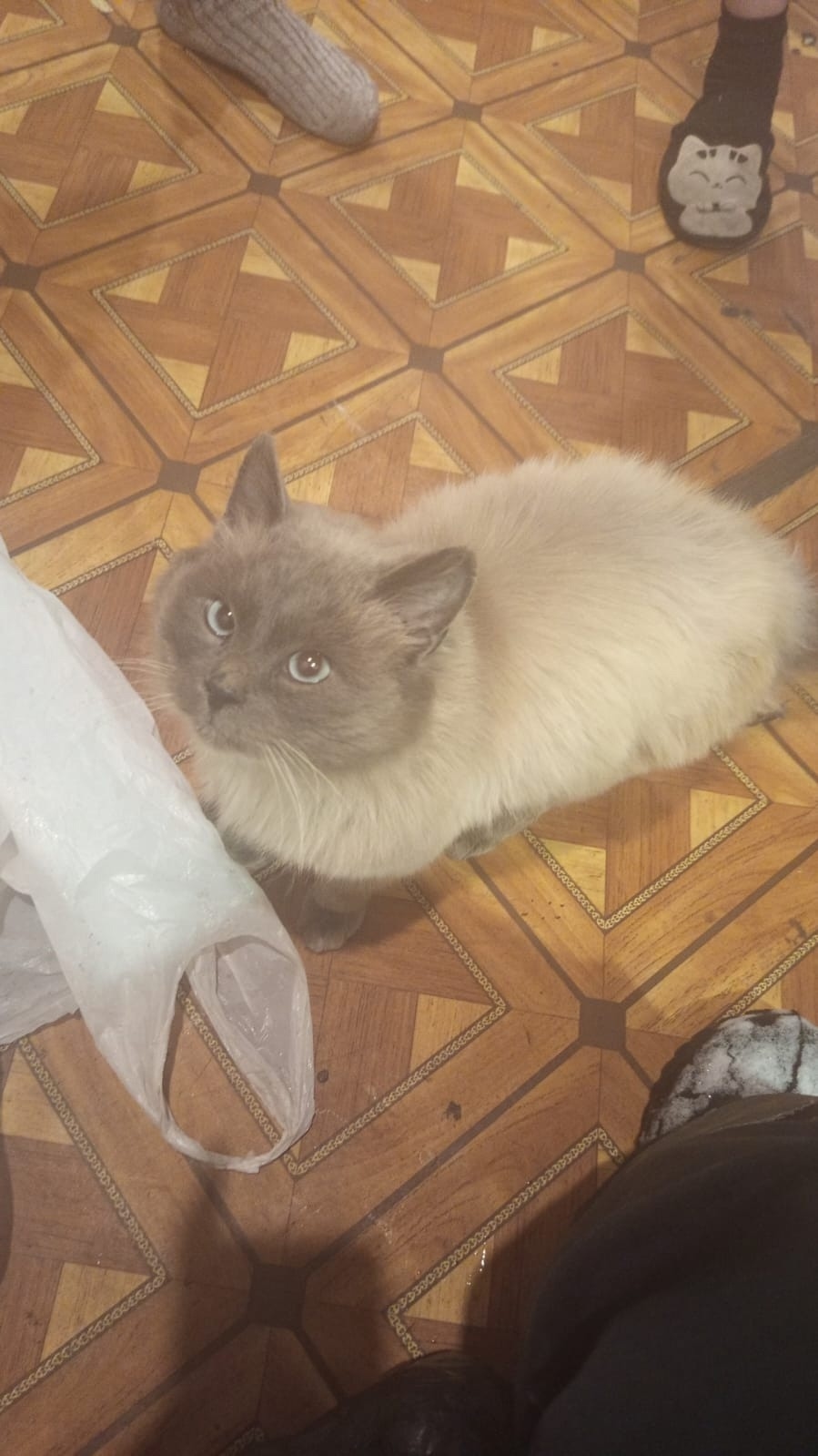 Найдена кошка в Кемерове — фото объявления