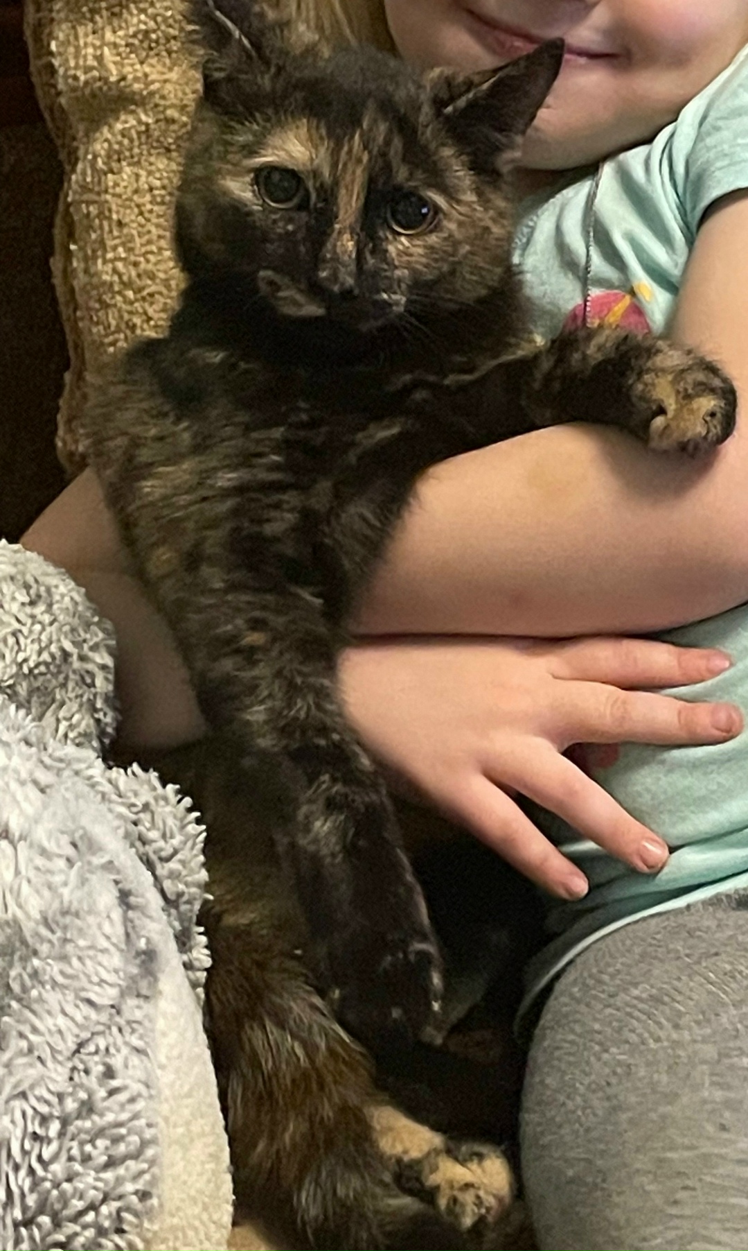 Найдена кошка в Кемерове — фото объявления