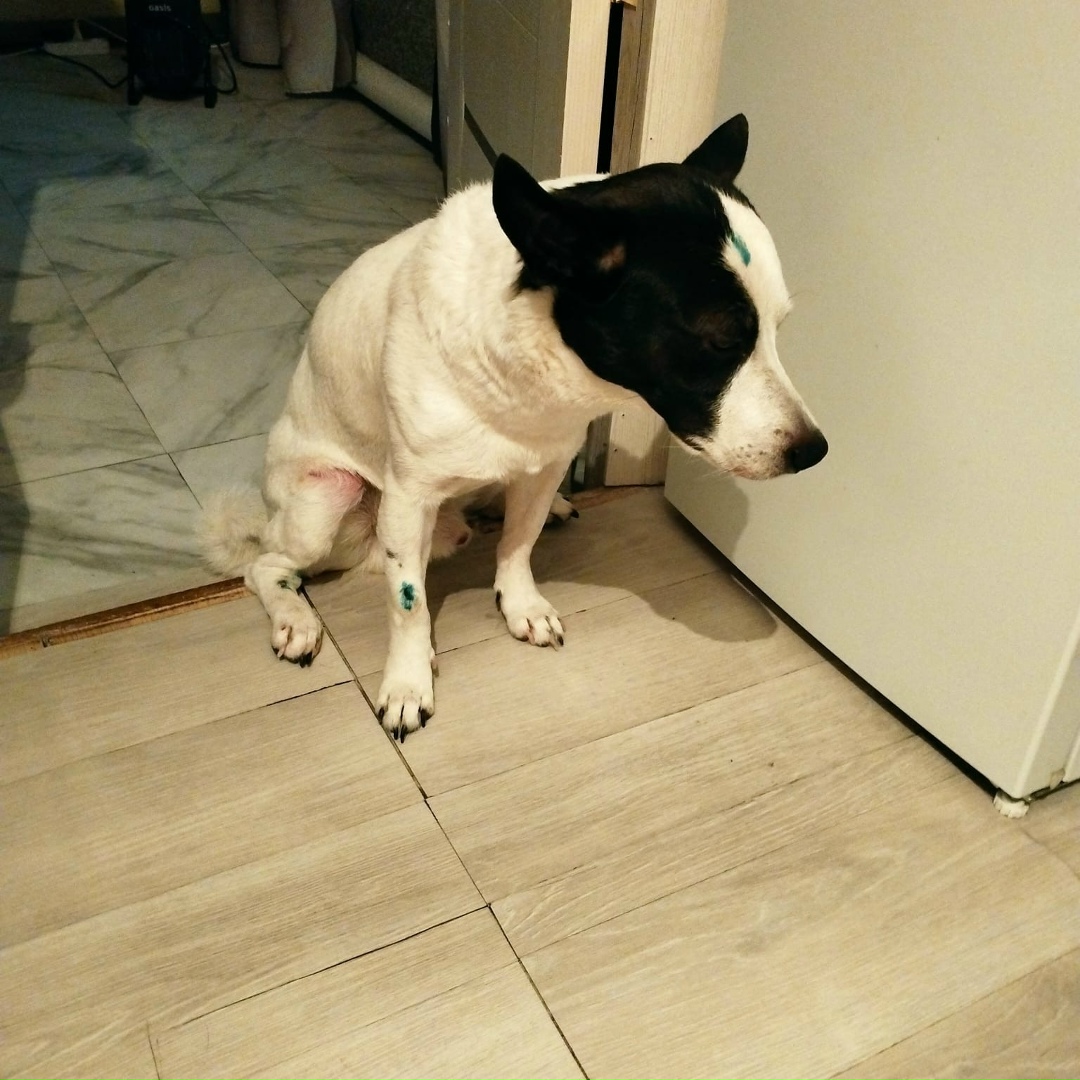 Пропала собака в Кемерове — фото объявления