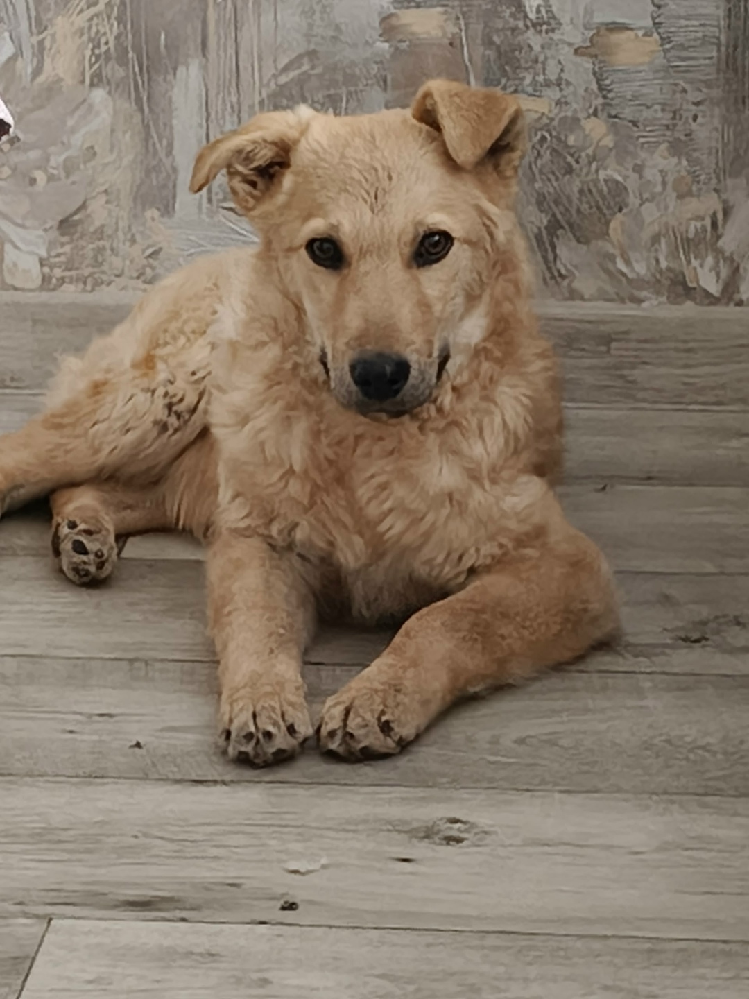 Пропала собака в Кемерове — фото объявления