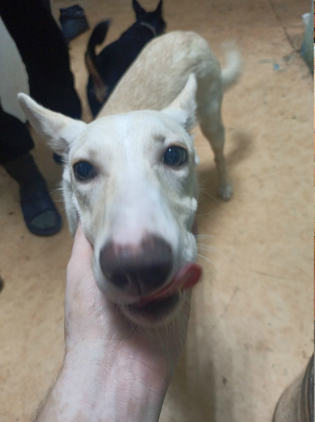 Найдена собака в Кемерове — фото объявления