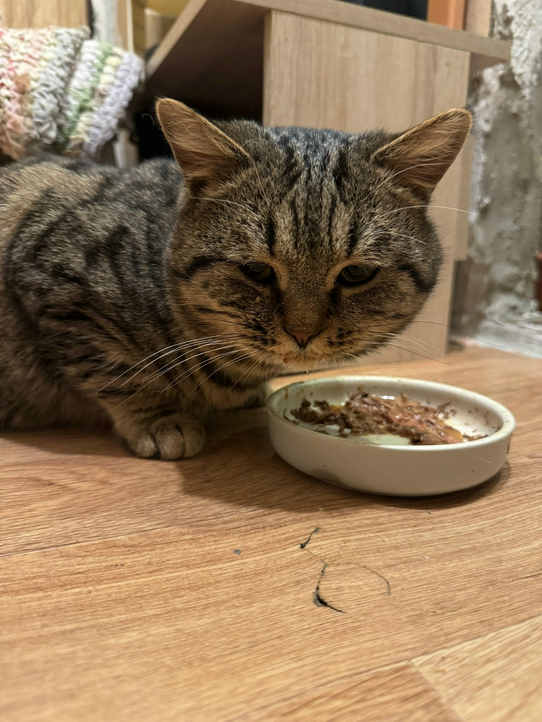 Найдена кошка в Кемерове — фото объявления