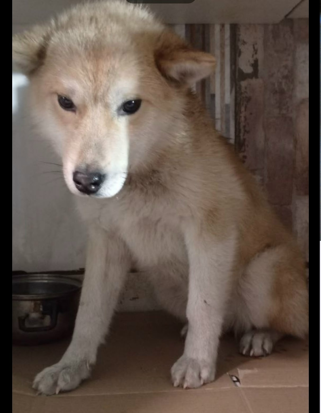 Найдена собака в Кемерове — фото объявления