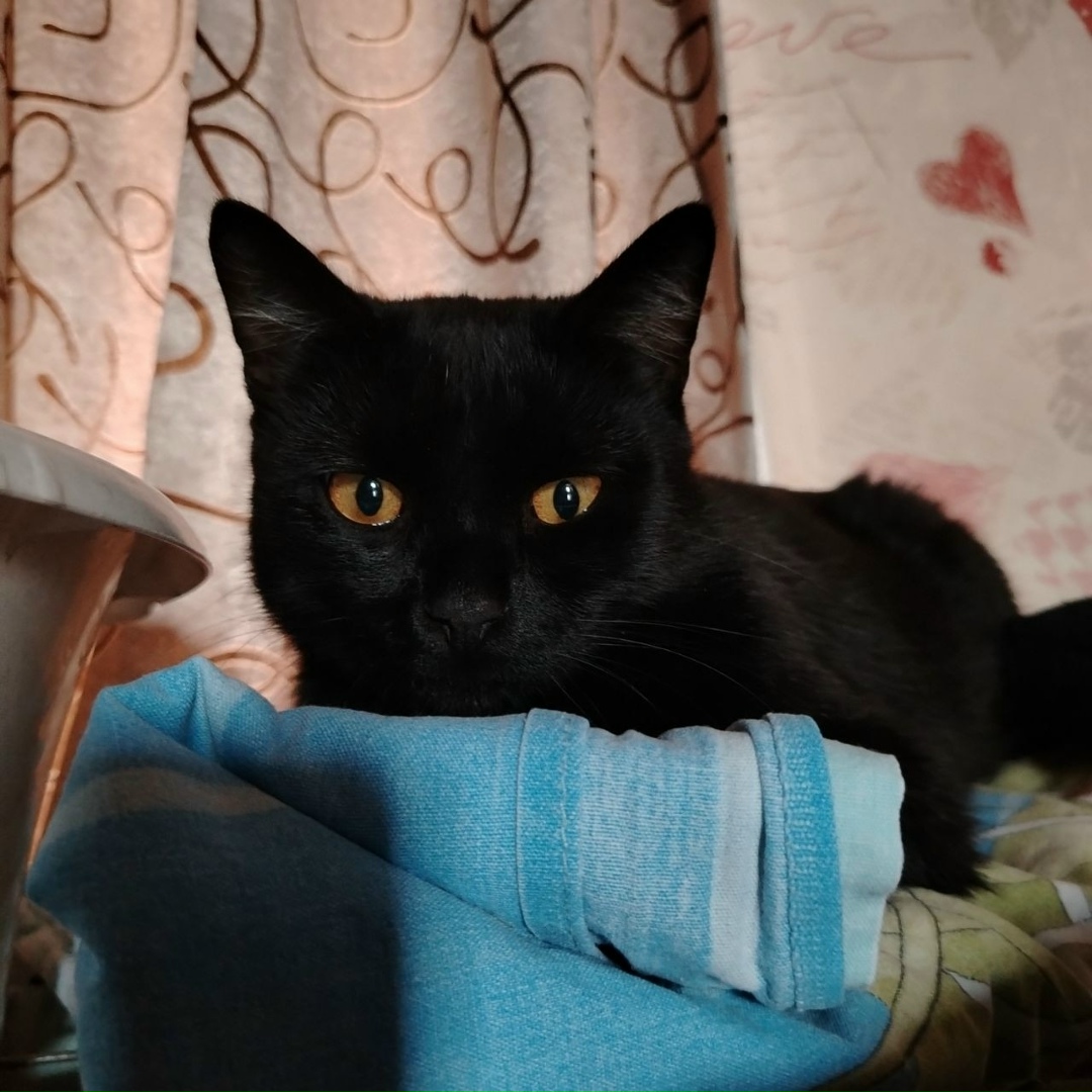 Пропала кошка в Кемерове — фото объявления