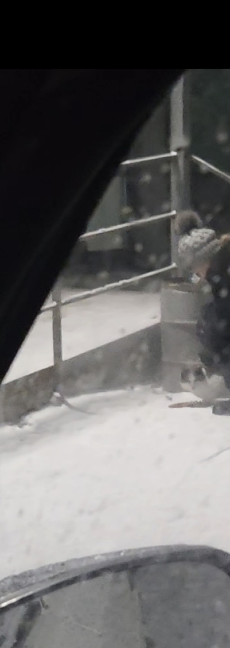 Найдена кошка в Кемерове — фото объявления