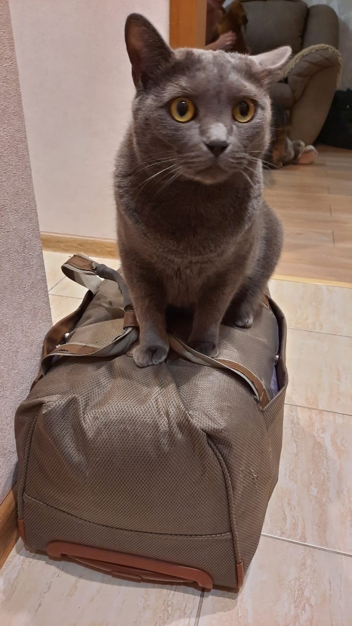 Пропала кошка в Кемерове — фото объявления