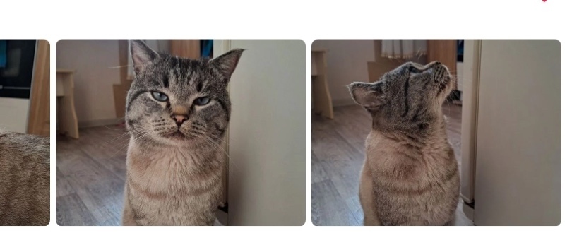 Пропала собака в Кемерове — фото объявления