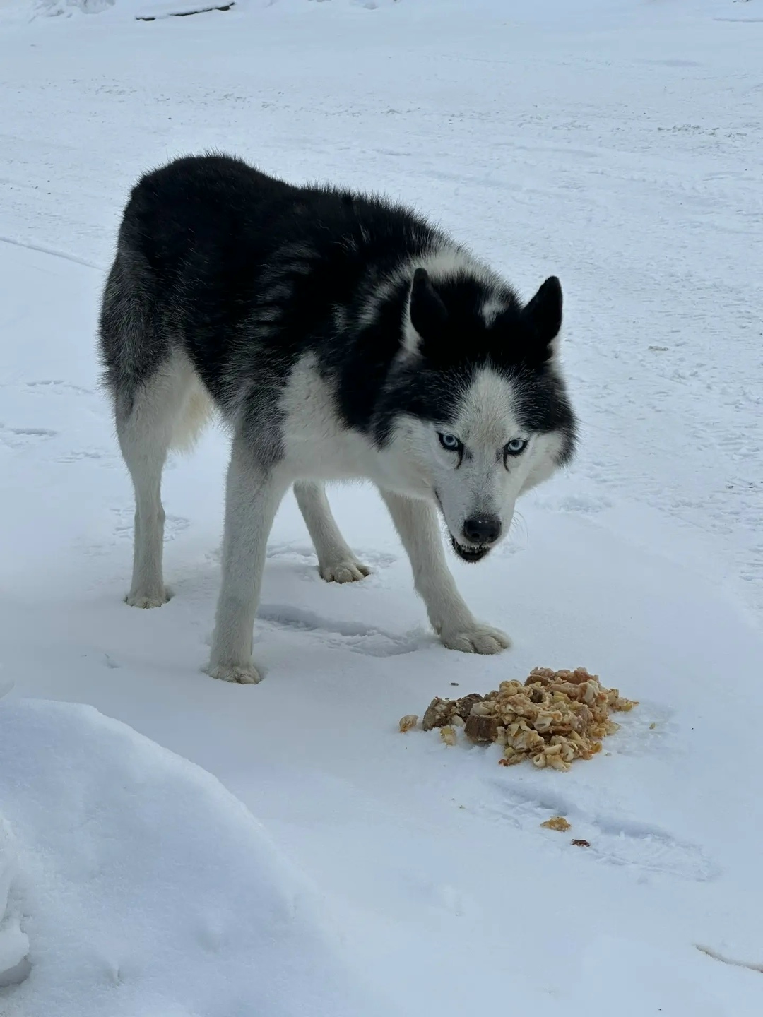 Найдена собака в Кемерове — фото объявления