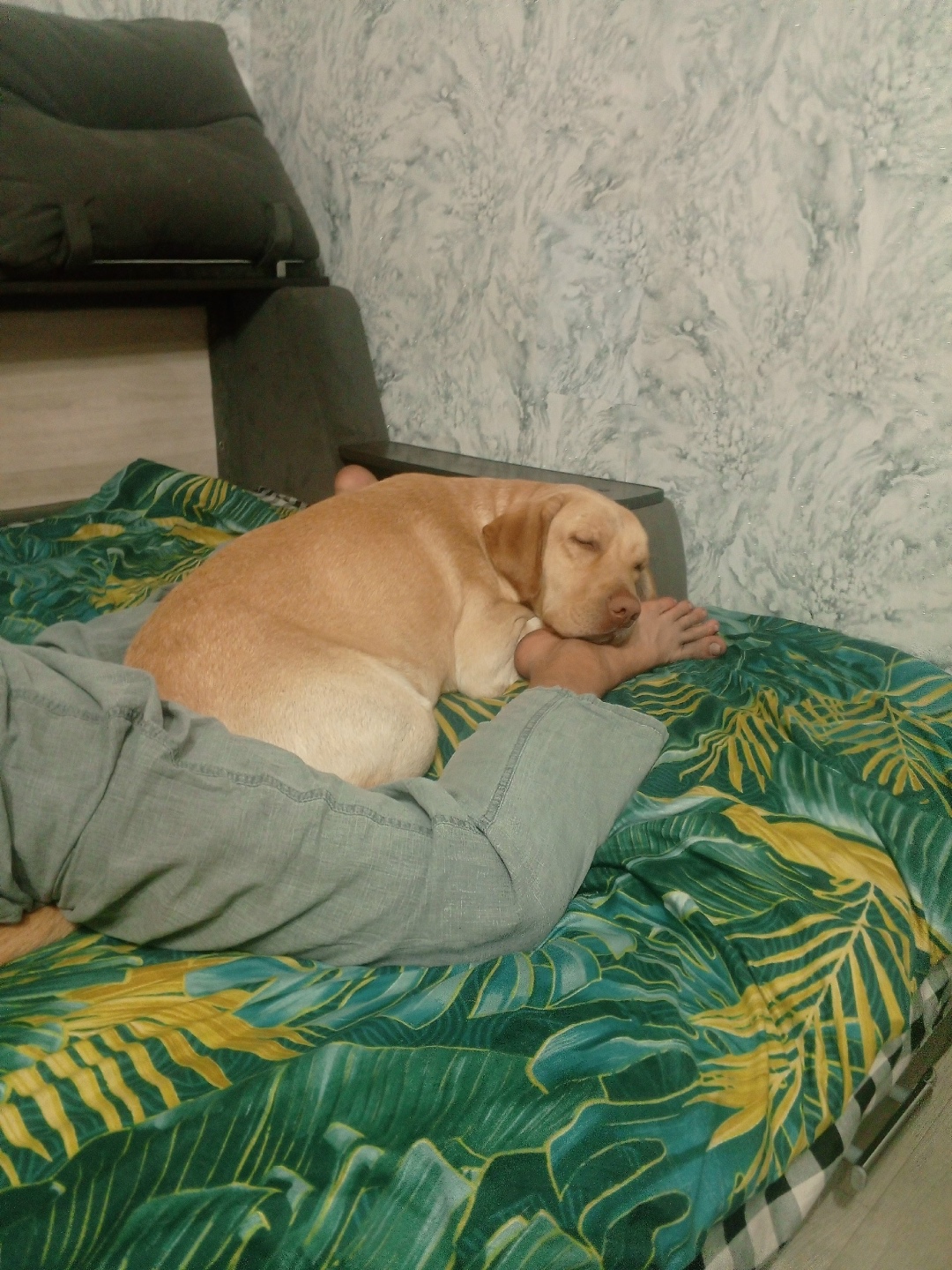 Пропала собака в Кемерове — фото объявления