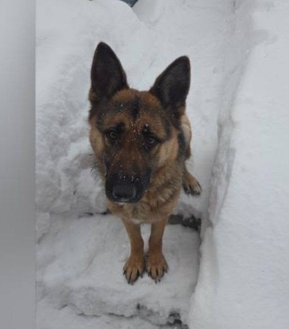 Пропала собака в Кемерове — фото объявления