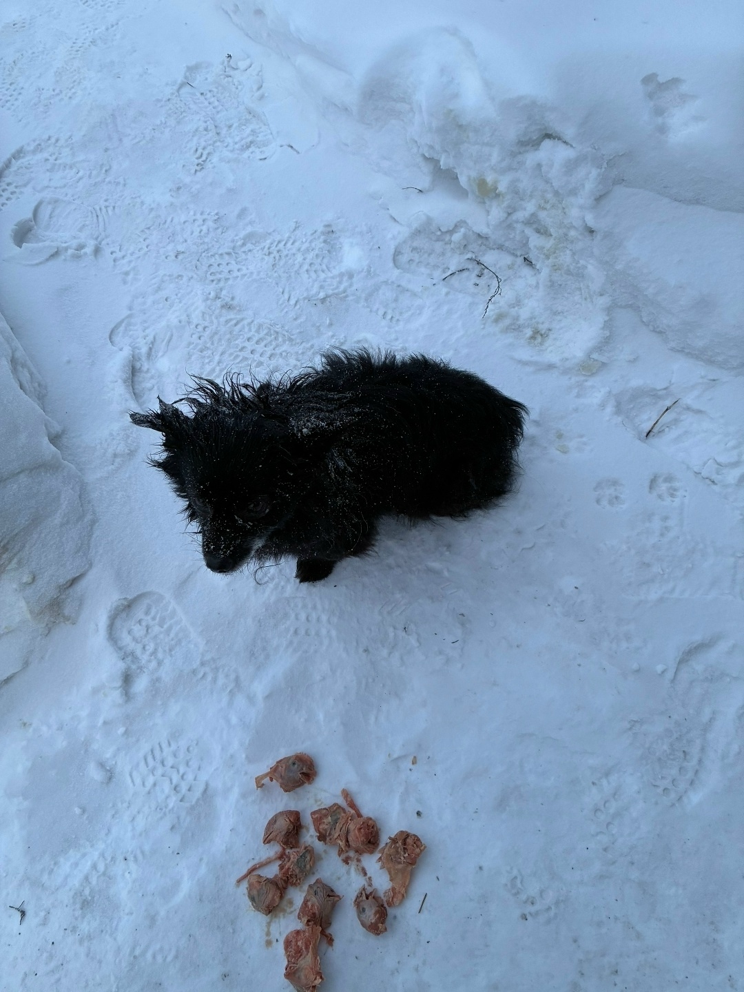 Найдена собака в Кемерове — фото объявления