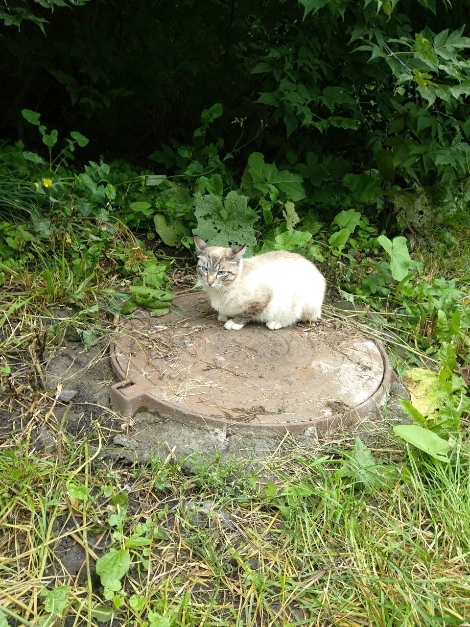 Найдена кошка в Кемерове — фото объявления