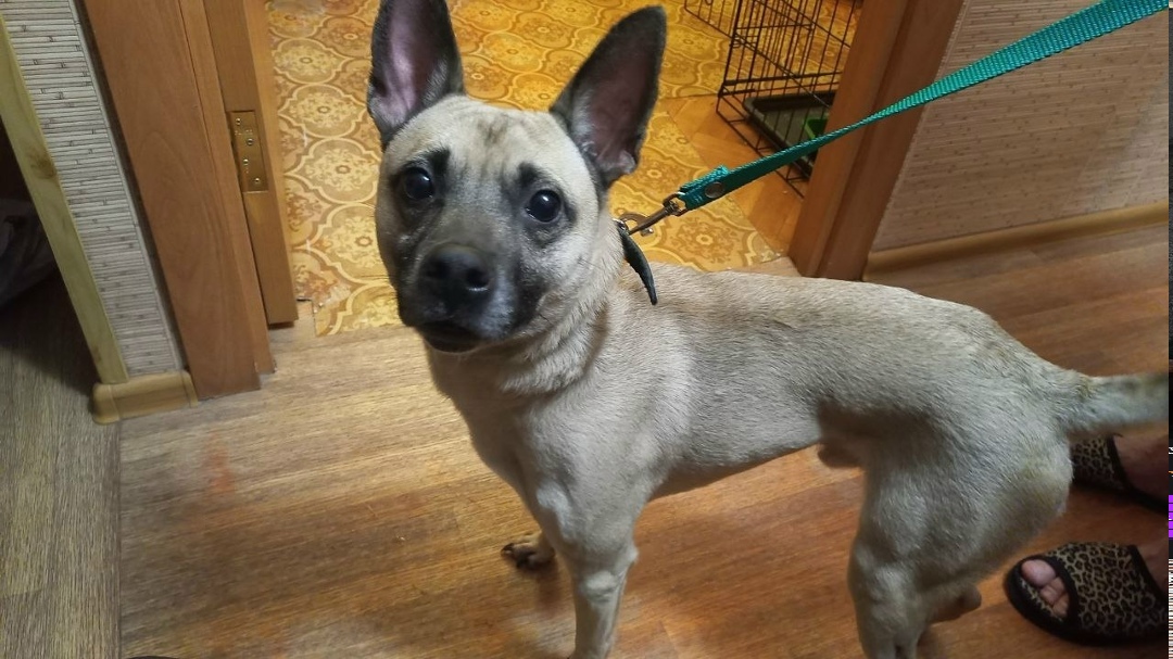 Найдена собака в Кемерове — фото объявления