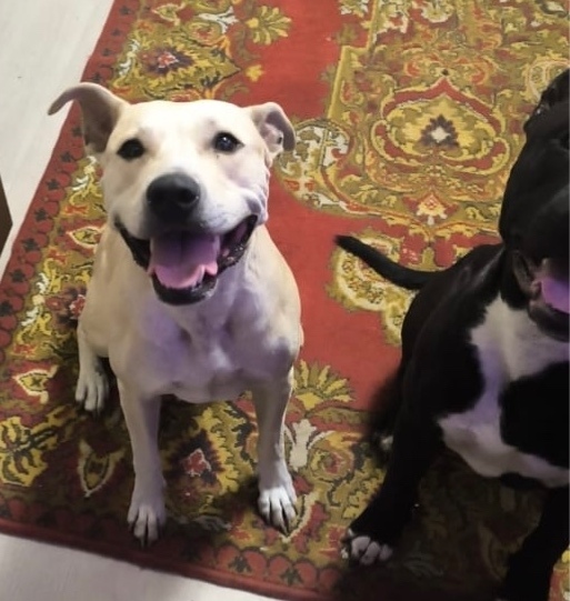 Пропала собака в Кемерове — фото объявления