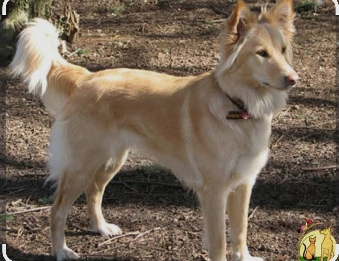 Найдена собака в Кемерове — фото объявления