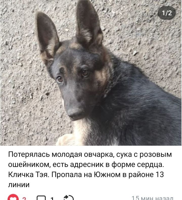 Пропала собака в Кемерове — фото объявления