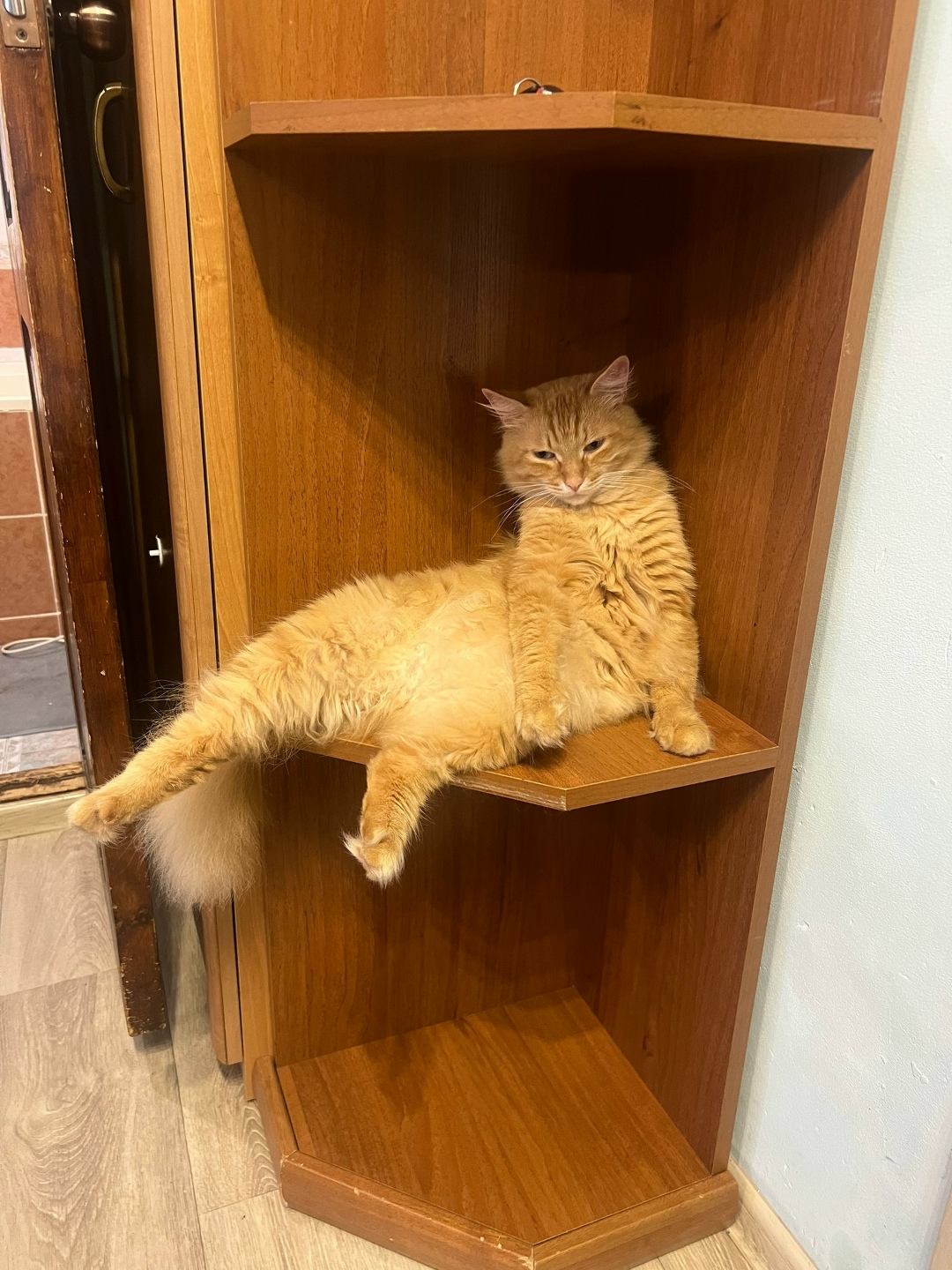 Пропала кошка в Кемерове — фото объявления