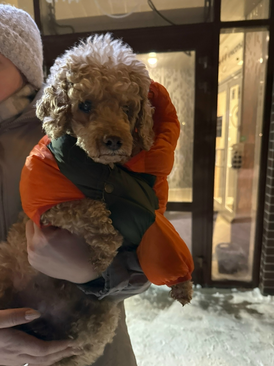 Найдена собака в Кемерове — фото объявления