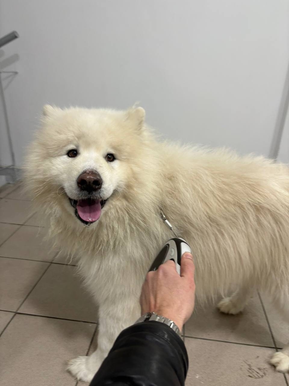 Найдена собака в Кемерове — фото объявления