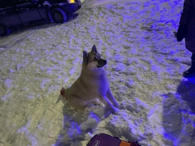 Найдена собака в Кемерове — фото объявления