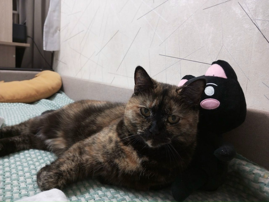 Пропала собака в Кемерове — фото объявления