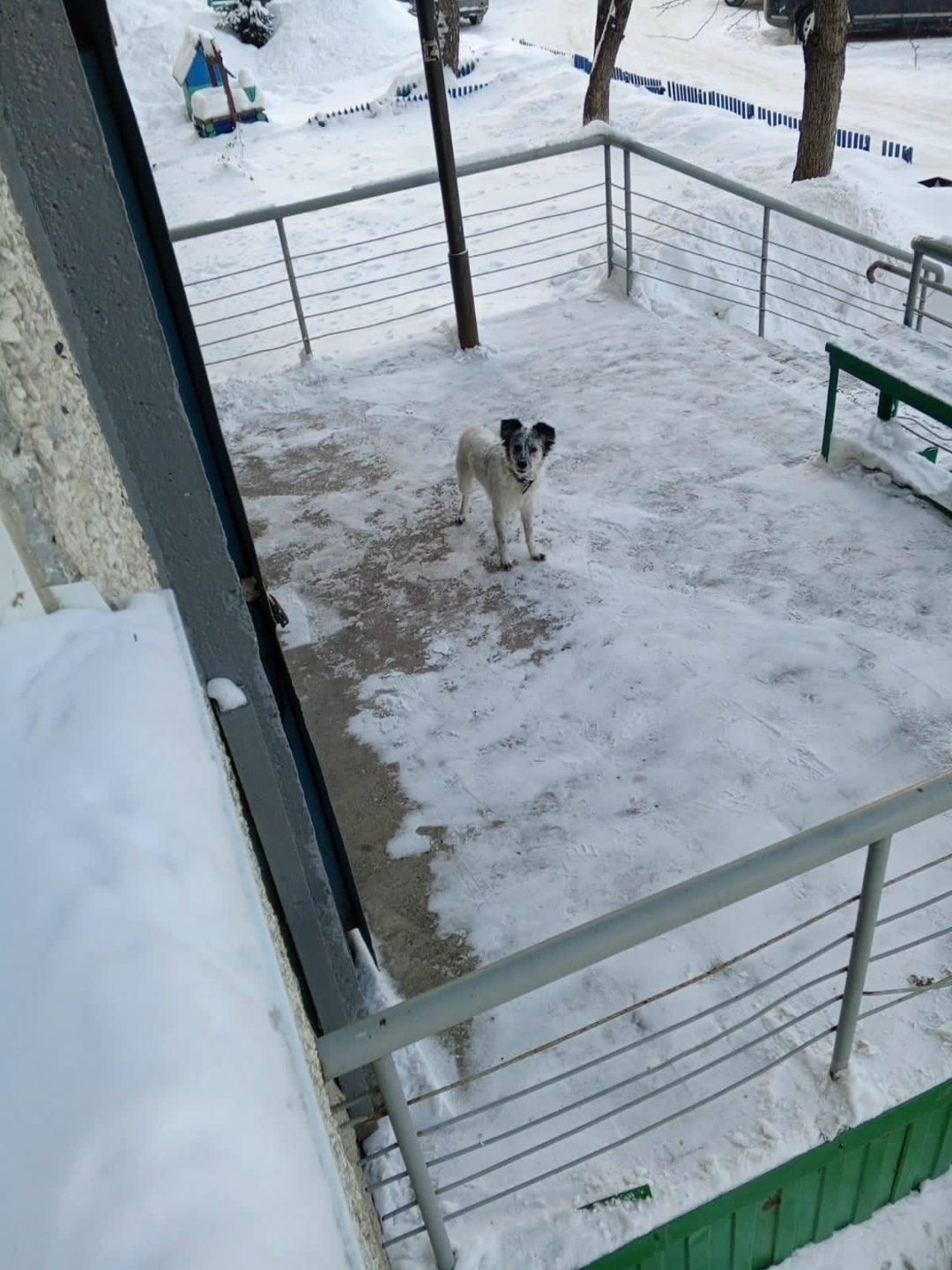 Найдена собака в Кемерове — фото объявления