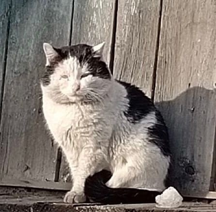 Пропала кошка в Кемерове — фото объявления