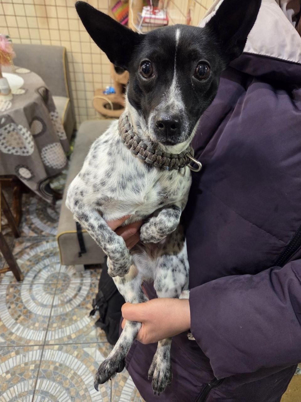 Найдена собака в Кемерове — фото объявления