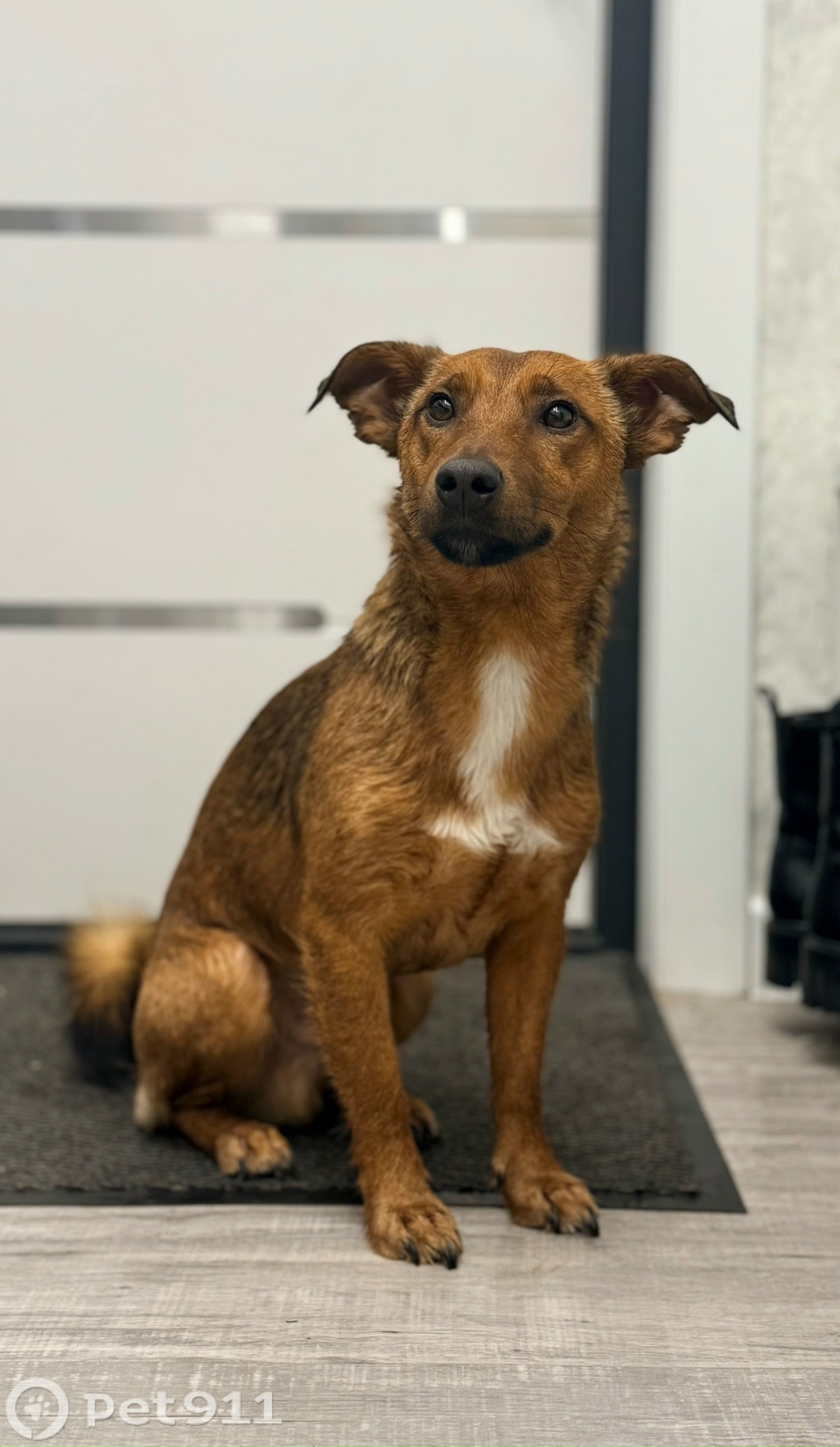 Найдена собака в Кемерове — фото объявления