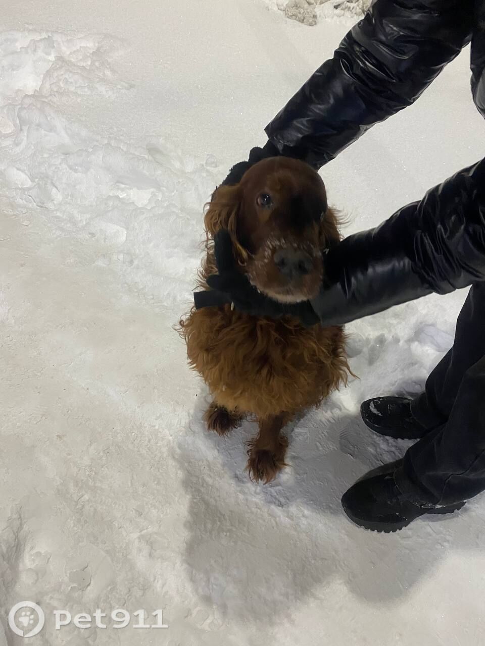 Найдена собака в Кемерове — фото объявления