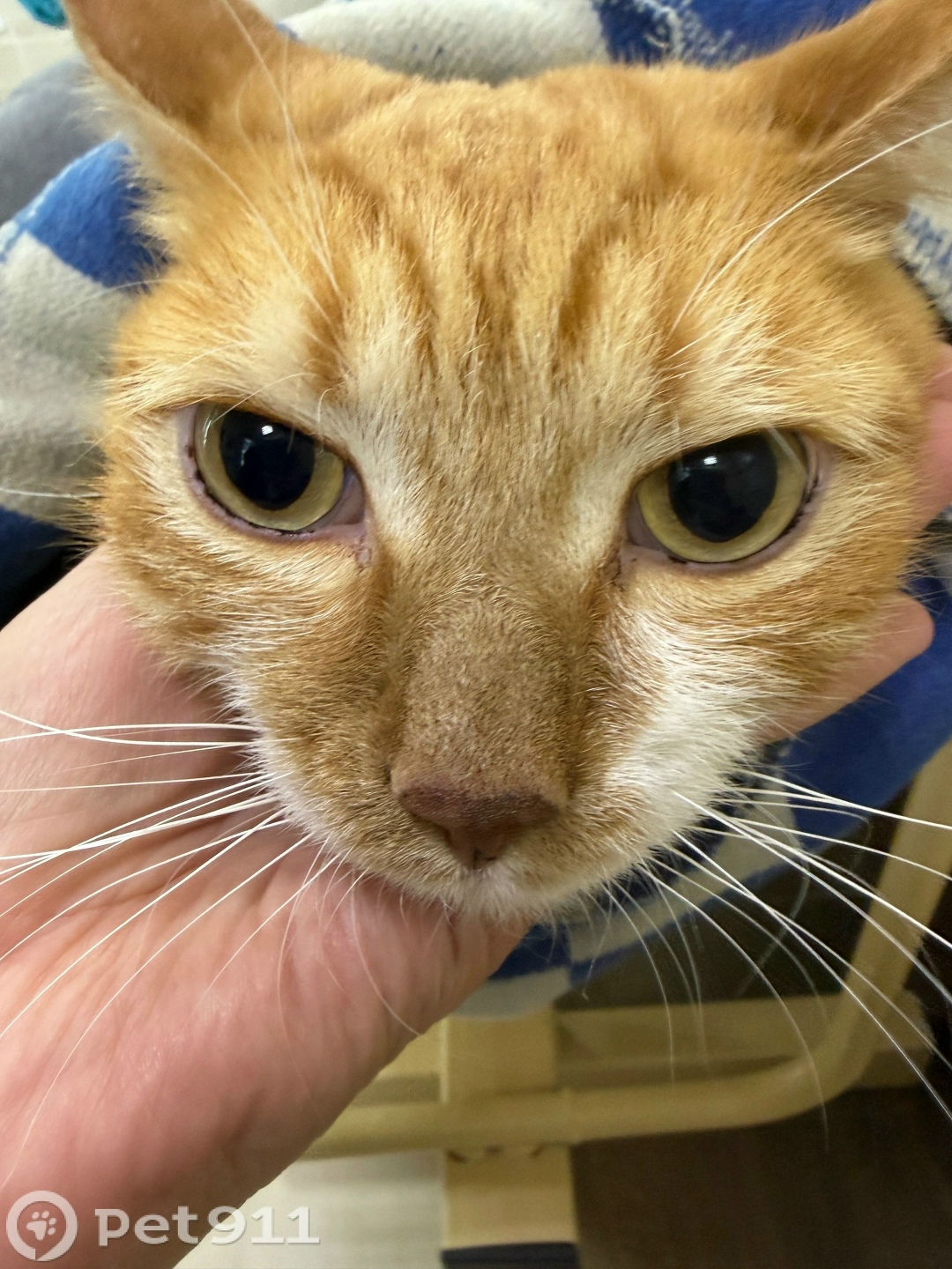 Найдена кошка в Кемерове — фото объявления