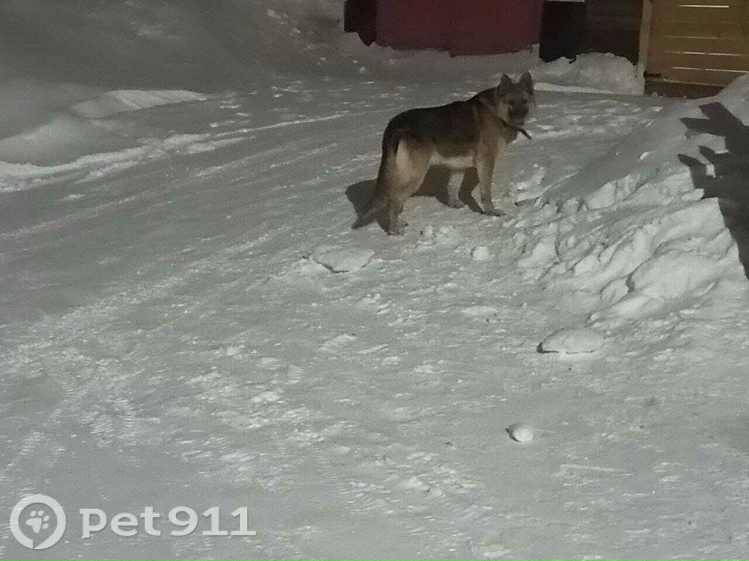 Пропала собака в Кемерове — фото объявления