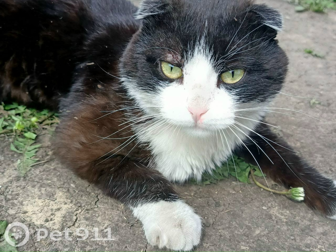 Пропала кошка в Кемерове — фото объявления