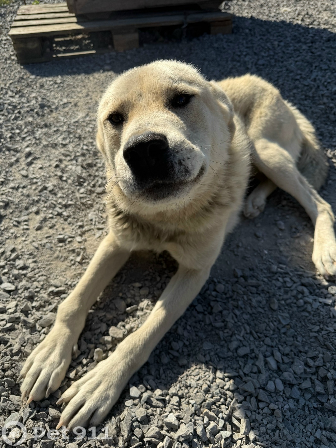 Пропала собака в Кемерове — фото объявления