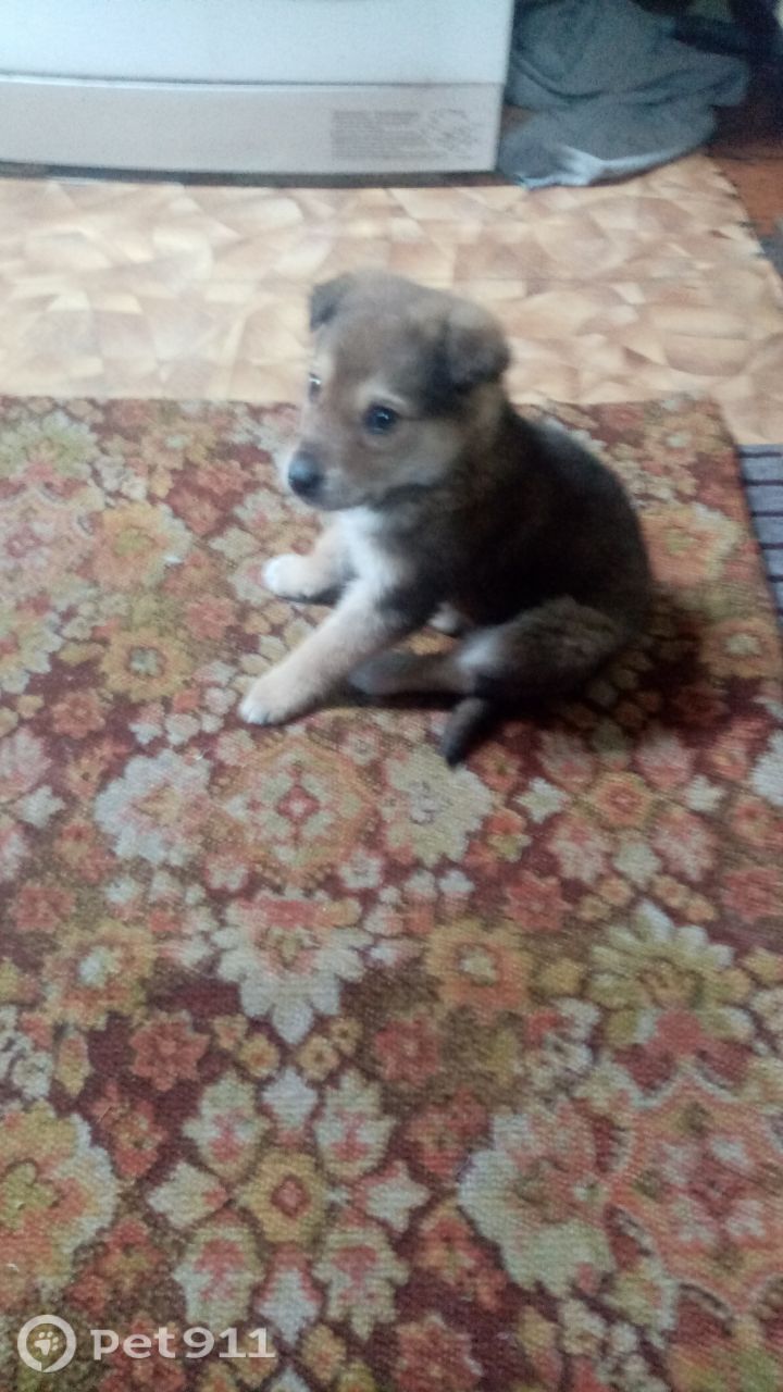 Пропала собака в Кемерове — фото объявления