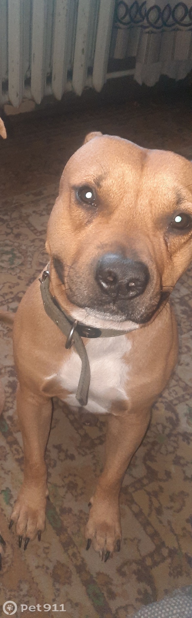 Пропала собака в Кемерове — фото объявления