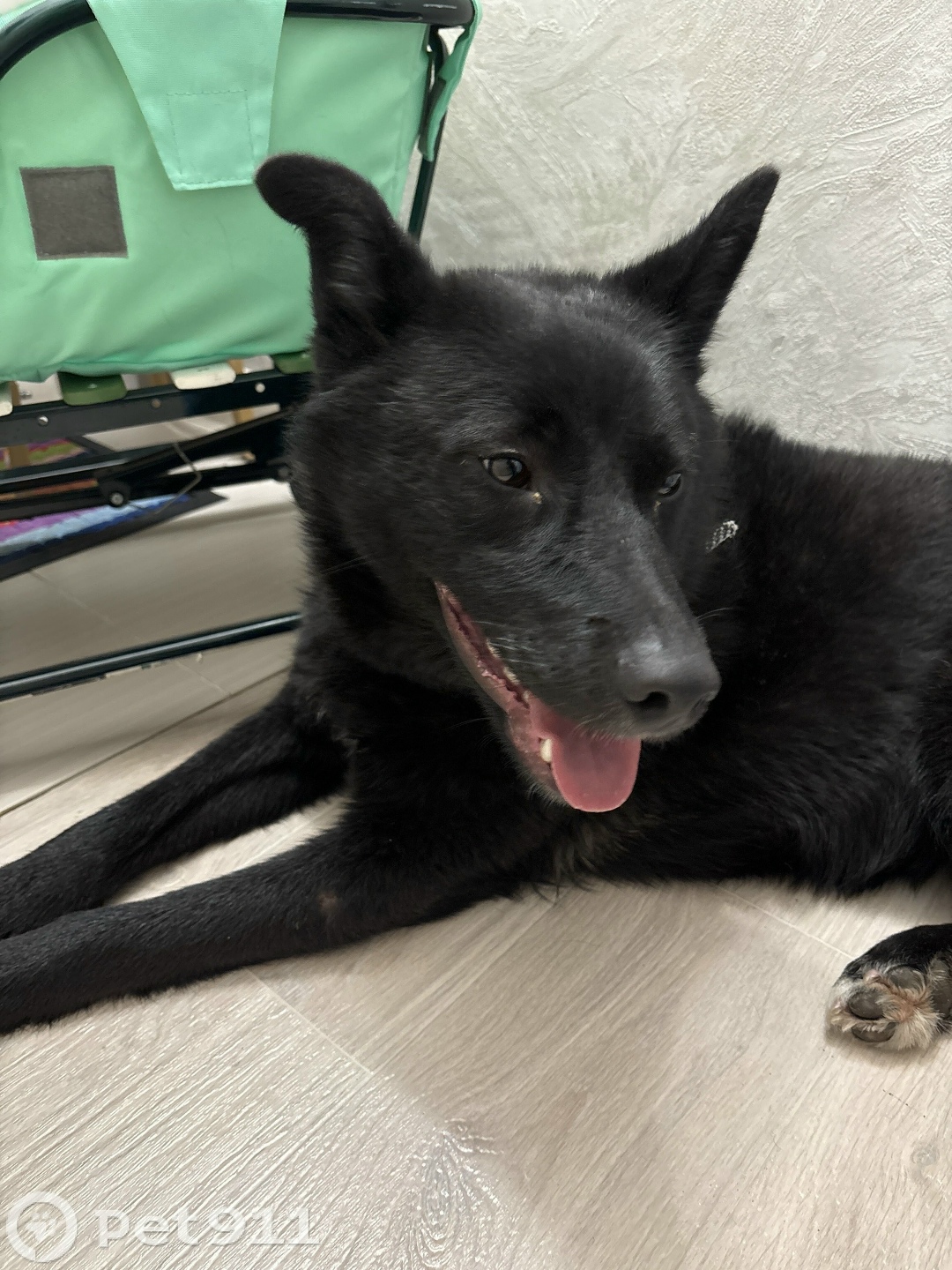 Найдена собака в Кемерове — фото объявления