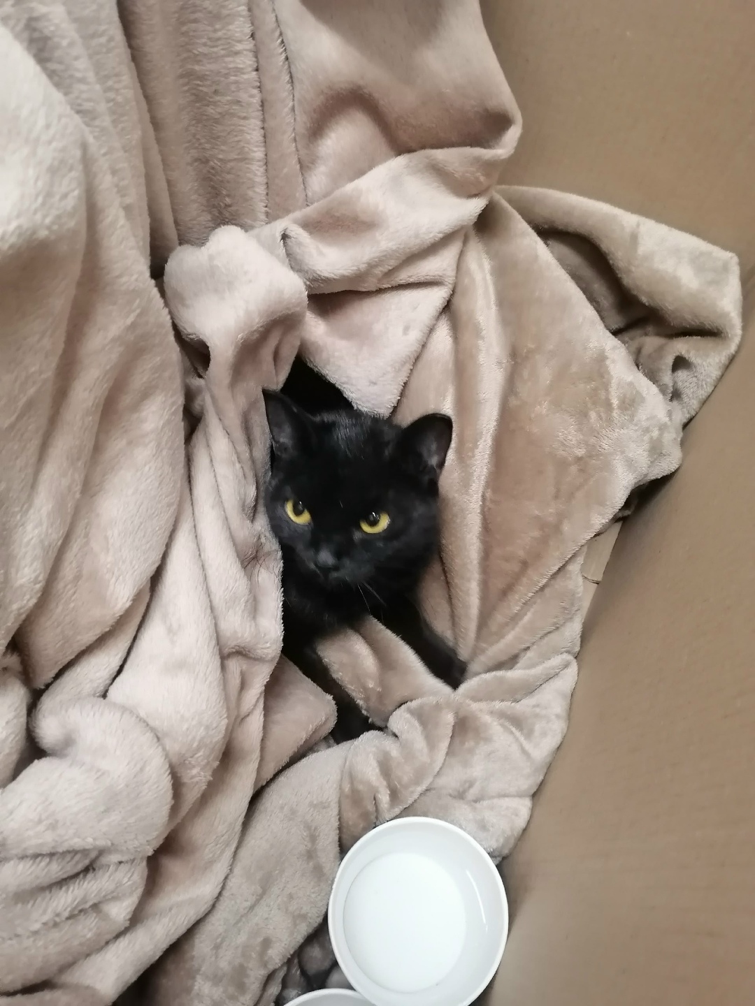 Найдена кошка в Кемерове — фото объявления